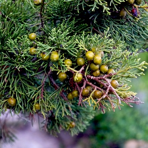 Fruits et aiguilles d'un résineux - France  - collection de photos clin d'oeil, catégorie plantes